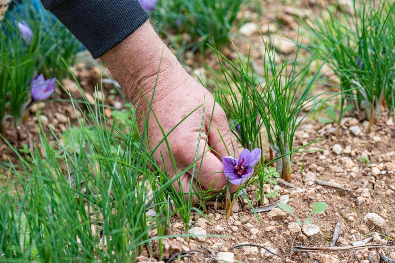 לינה וארוחת בוקר סנטה צזריה טרמה Agriturismo Panacea מראה חיצוני תמונה