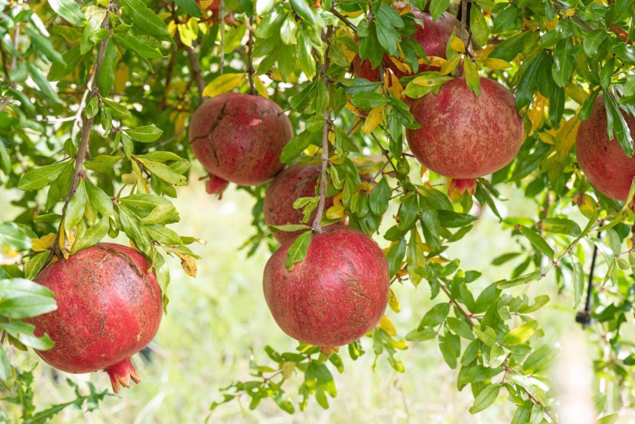 לינה וארוחת בוקר סנטה צזריה טרמה Agriturismo Panacea מראה חיצוני תמונה