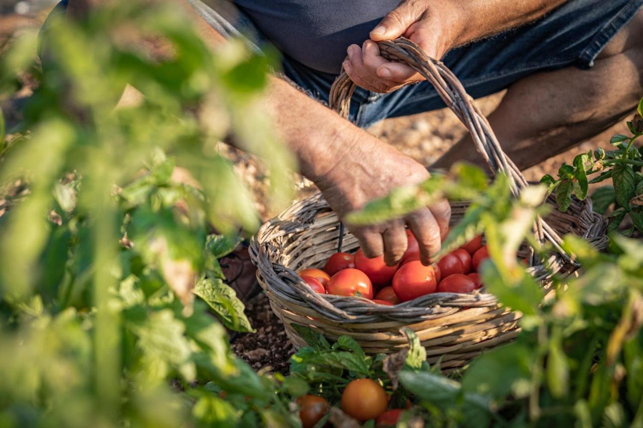 לינה וארוחת בוקר סנטה צזריה טרמה Agriturismo Panacea מראה חיצוני תמונה